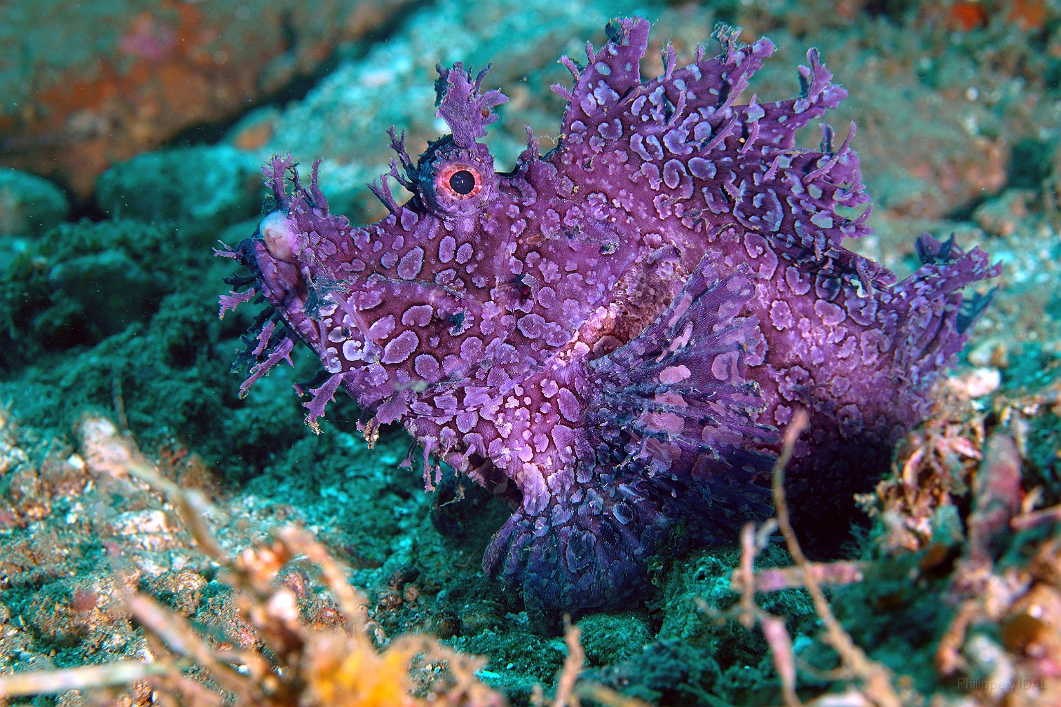 Banda Sea 2018 - DSC05462_rc - Weedy scorpionfish - poisson scorpion feuillu - Rhinopias frondosa.jpg